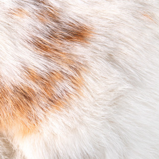 Restaurant Goona, Schneehase